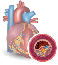 How slim4vit work in our body